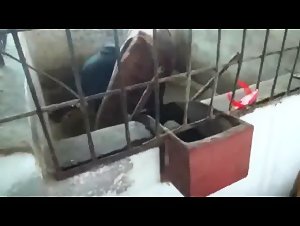 Katya spets on horses - TeamRussia Zoo