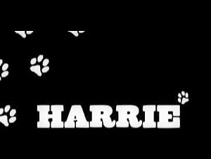 Harrie - Pound Sessions - Zooskool