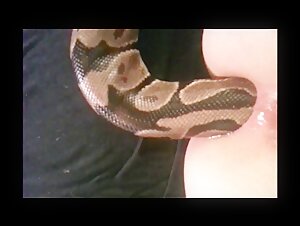 Snake Anal Sex - Live snake anal insertion - BestialitySexTaboo - Bestiality Sex Taboo