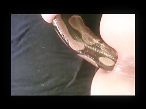 Reptile Anal Porn - Live snake anal insertion - BestialitySexTaboo - Bestiality Sex Taboo