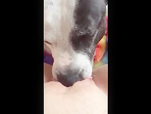 dog licking pretty pussy