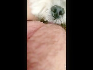 Dog licking pussy deep
