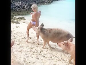 agressive pig [non zoo]