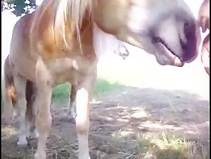 Cavalo mamando
