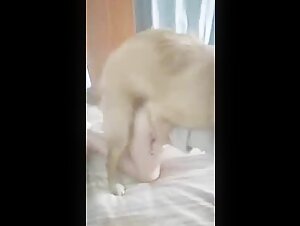 Chinese having sex with her dog - BestialitySexTaboo - Bestiality Sex Taboo