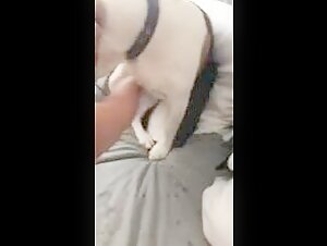 Safada batendo punheta pro dog,enquanto fode.
