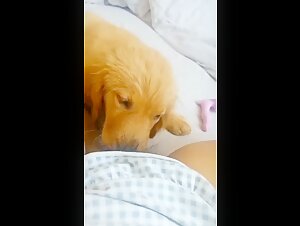 lick puppy pussy