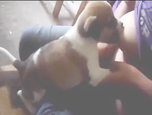 Puppy sucking Milk
