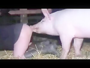 Regular having sex with pig