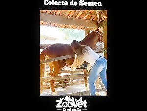 veterinary girl collecting semen