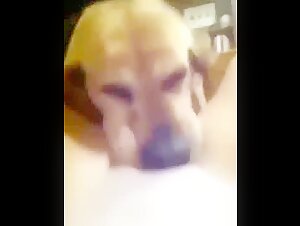Dog licking