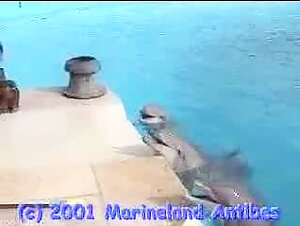 Dolphin caretakers take a peek at dolphin dick