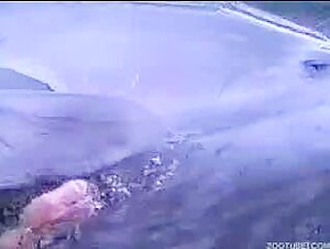 dolphin - masturbating female