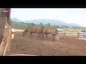 horse fucks shemale