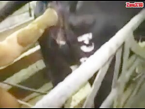 MBS fisting a cows ass