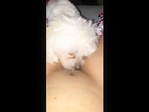 Teen licked by small dog