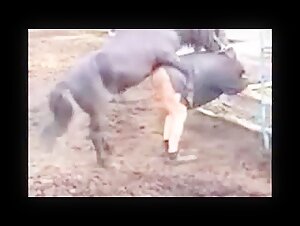 best horse cock fucking Compilation