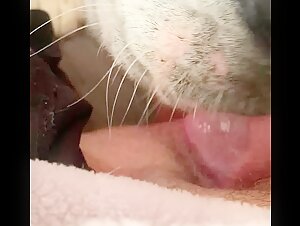 dog lick hairy pussy