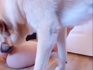 teen likes to get her ass licked by her dog live