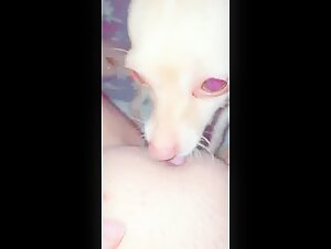 Chihuahua licks pussy