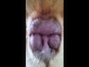atramedes87 mastiff video - 5 - butthole