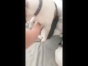 girl jerks off dog while getting fucked