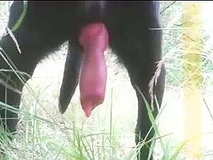 Horny Black Hound has a Large Cock and needs a Pussy