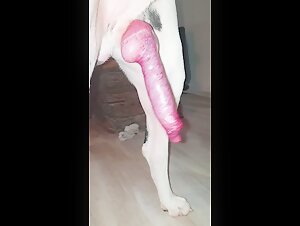 Large dog's cock throbbing and cumming