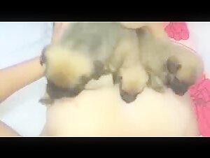 Breastfeeding puppy 14