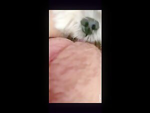 small white dog licking