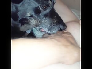 DOG LICKING THAT LADY'S PUSSY WITH CLOSEUPS