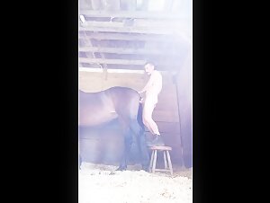 guy having sex with horse