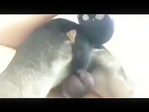 Dog going to creampie the pussy