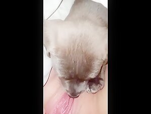 puppy licks young, chubby pink pussy